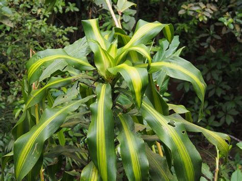 香龍血樹繁殖 种竹子